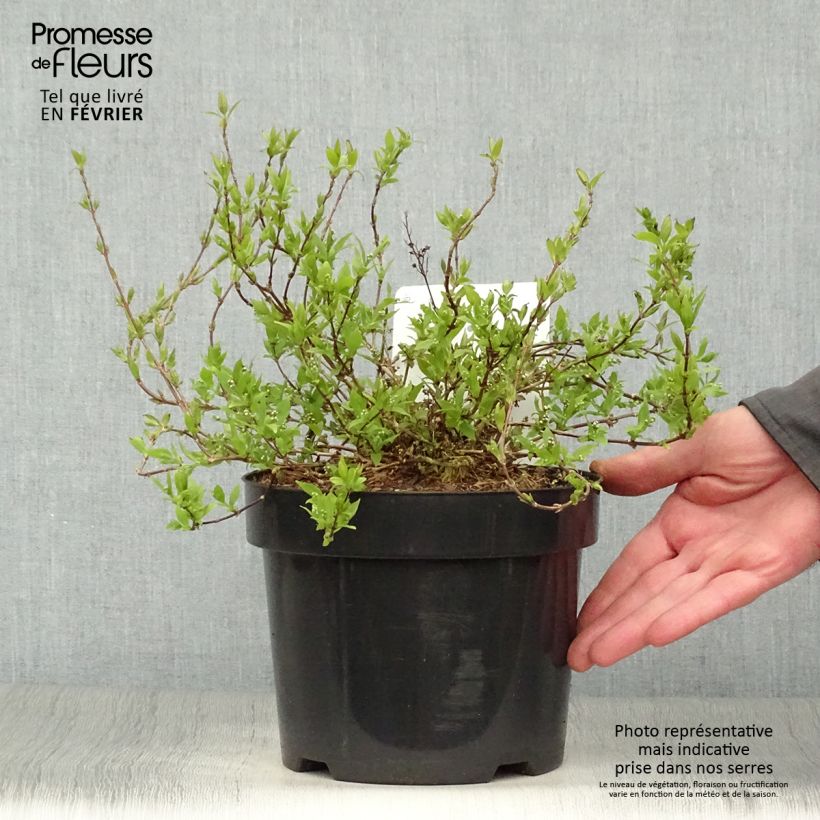 Example of Deutzia gracilis Nikko Pot van 2 l/3 l as you get in hiver