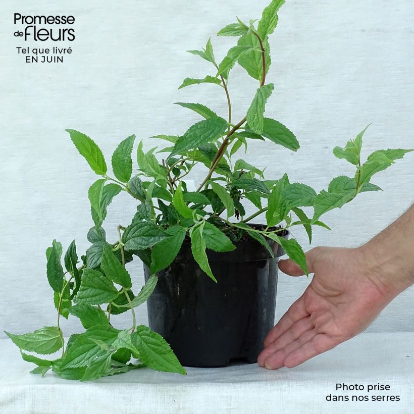 Exemplaar van Deutzia Mont Rose - Bruidsbloem Pot van 2 l/3 l zoals geleverd in de zomer