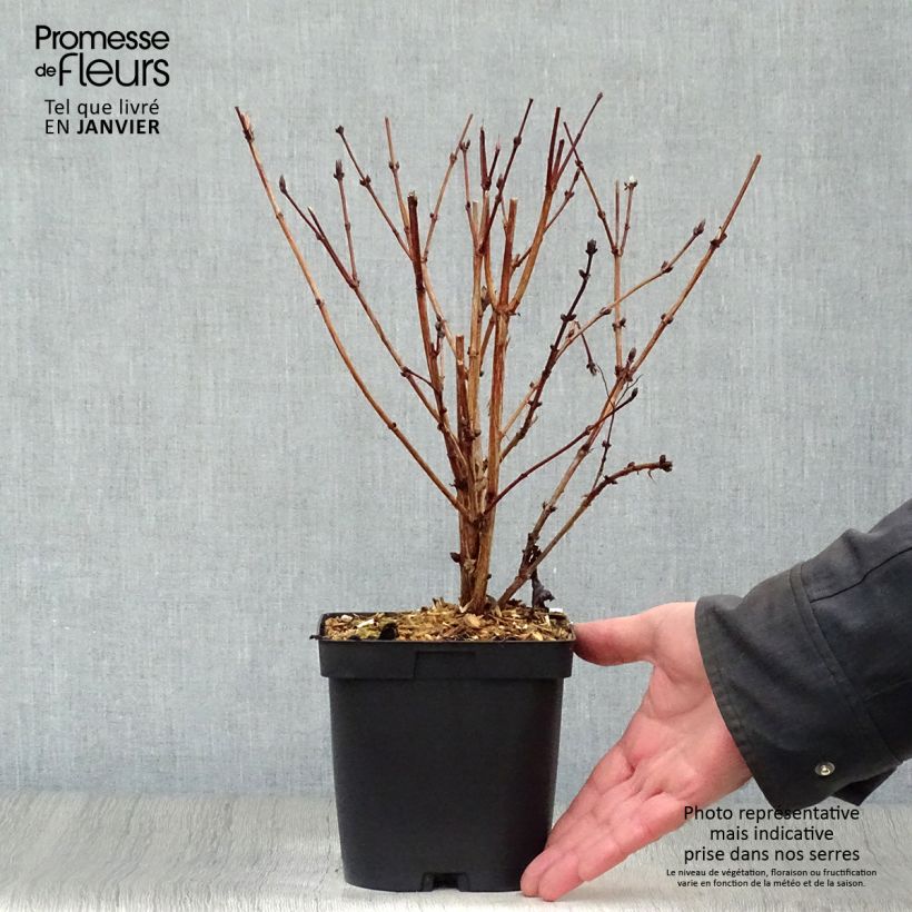 Example of Deutzia hybride Mont Rose - Deutzie Pot van 2 l/3 l as you get in hiver