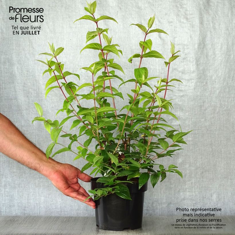 Exemplaar van Deutzia hybrida Strawberry Fields - Bruidsbloem Pot van 2 l/3 l zoals geleverd in de zomer