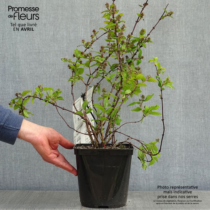 Exemplaar van Deutzia Raspberry Sundae - Bruidsbloem Pot van 3 l/4 l zoals geleverd in de lente
