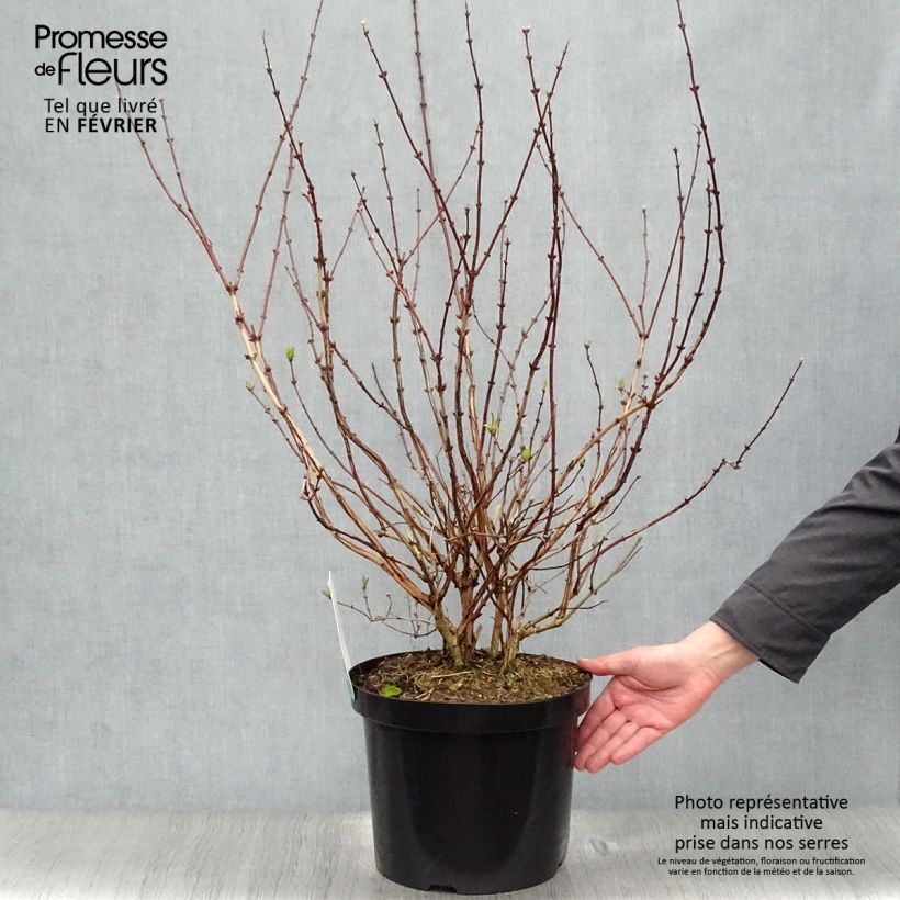 Example of Deutzia hybride Raspberry Sundae - Deutzie Pot van 7,5 l/10 l as you get in hiver