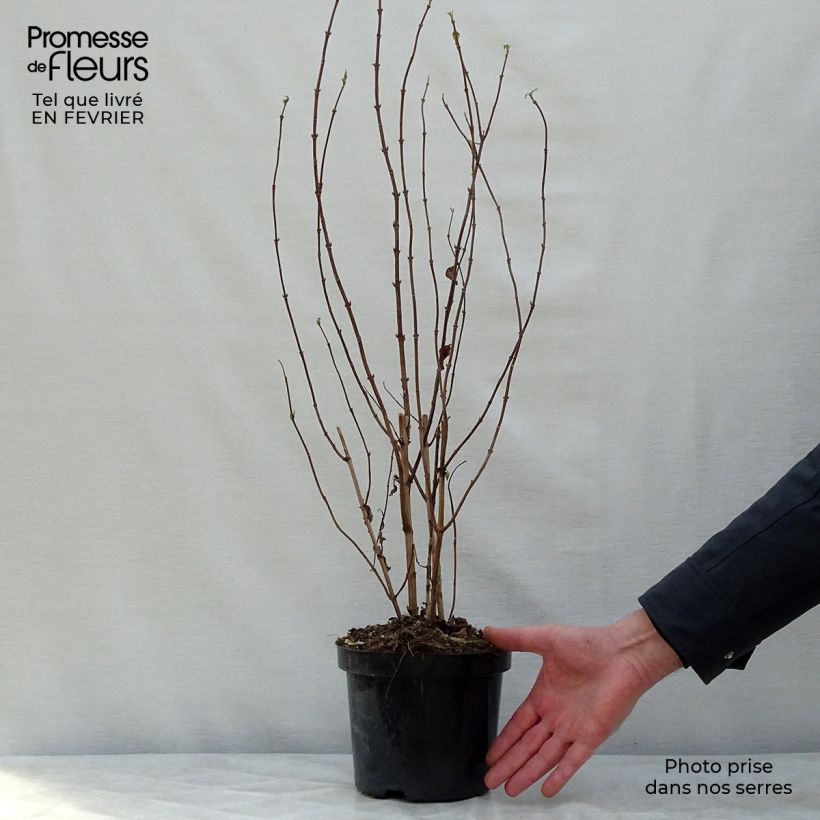 Example of Deutzia magnifica - Deutzie Pot van 2 l/3 l as you get in hiver