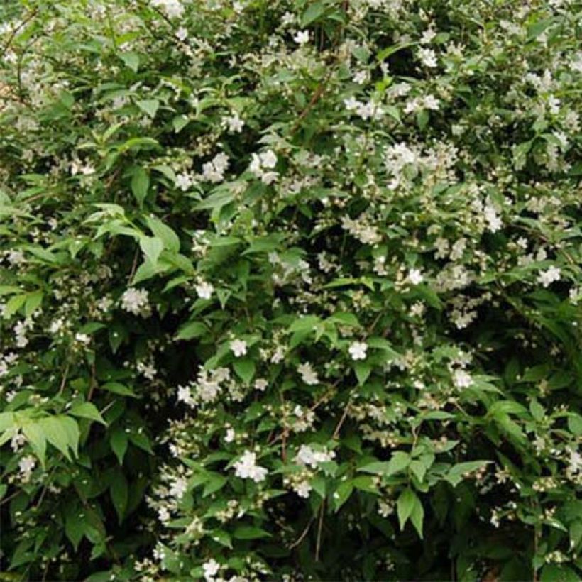 Deutzia rosea Campanulata - Bruidsbloem (Foliage)