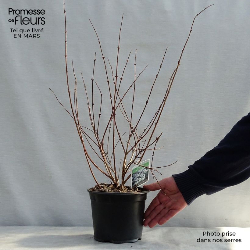 Exemplaar van Deutzia rosea Campanulata - Bruidsbloem Pot van 2 l/3 l zoals geleverd in de lente