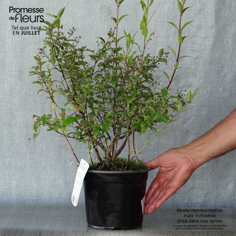 Exemplaar van Deutzia rosea Campanulata - Bruidsbloem Pot van 2 l/3 l zoals geleverd in de zomer