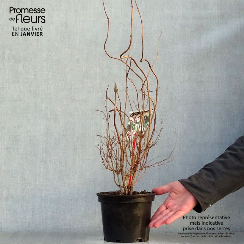 Example of Deutzia scabra Codsall Pink - Deutzie Pot van 2 l/3 l as you get in hiver