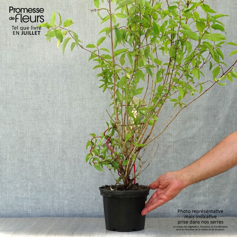 Exemplaar van Deutzia scabra Codsall Pink - Bruidsbloem Pot van 2 l/3 l zoals geleverd in de zomer