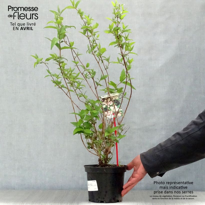 Exemplaar van Deutzia scabra Codsall Pink - Bruidsbloem Pot van 2 l/3 l zoals geleverd in de lente