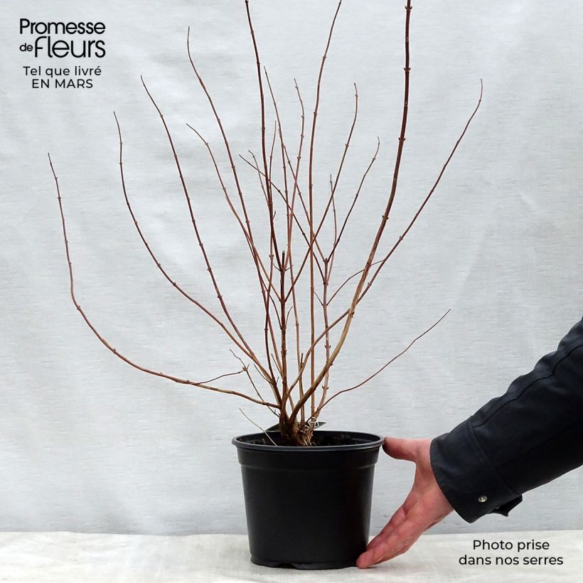 Exemplaar van Deutzia scabra Plena - Bruidsbloem Pot van 2 l/3 l zoals geleverd in de lente