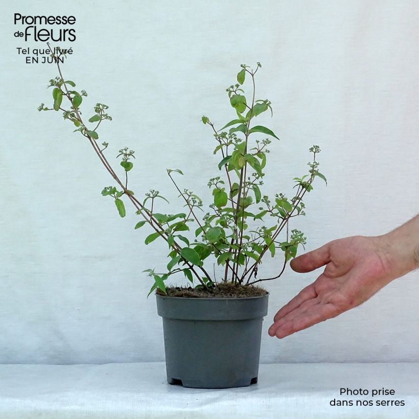Exemplaar van Deutzia setchuenensis Corymbiflora - Bruidsbloem Pot van 2 l/3 l zoals geleverd in de zomer