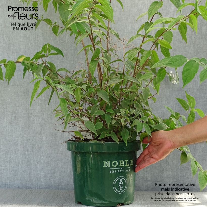 Exemplaar van Deutzia setchuenensis Corymbiflora - Bruidsbloem Pot van 7,5 l/10 l zoals geleverd in de zomer