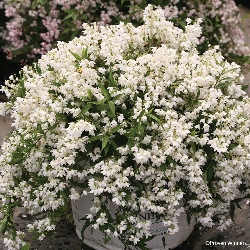 Deutzia Yuki Snowflake - Bruidsbloem (Groeiplaats)