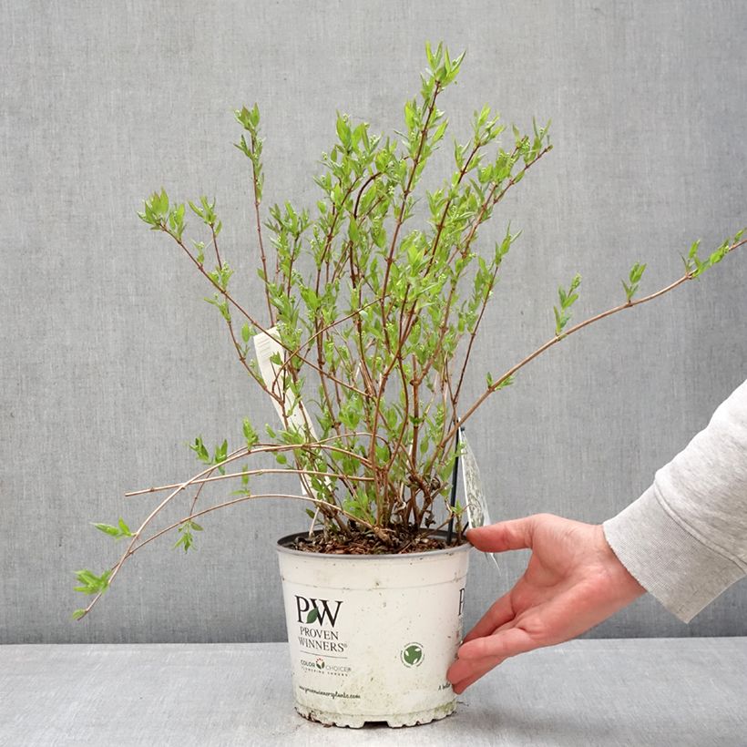 Exemplaar van Deutzia Yuki Snowflake - Bruidsbloem Pot van 2 l/3 l zoals geleverd in de lente