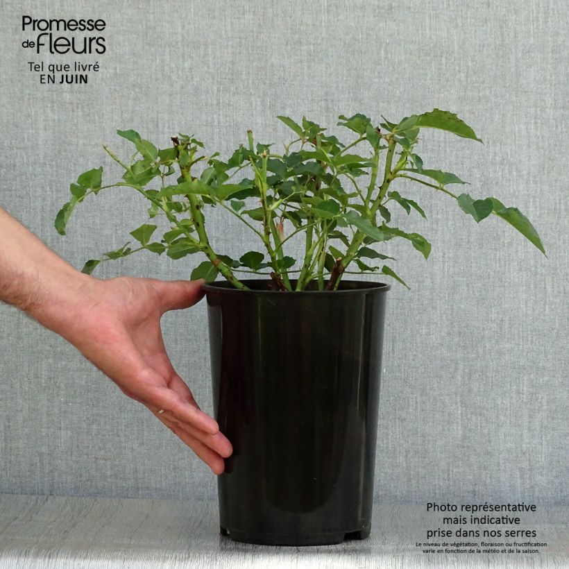 Exemplaar van Rosa Diamond Jubilee - Grootbloemige roos Pot van 4 l/5 l zoals geleverd in de zomer