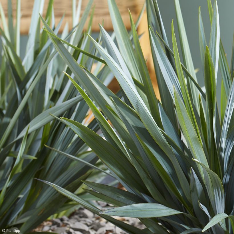 Dianella Blue Ripple (Blad)
