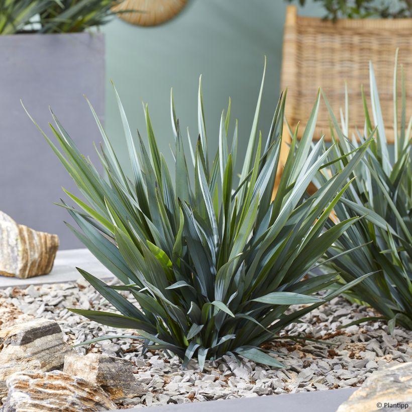 Dianella Blue Ripple (Groeiplaats)