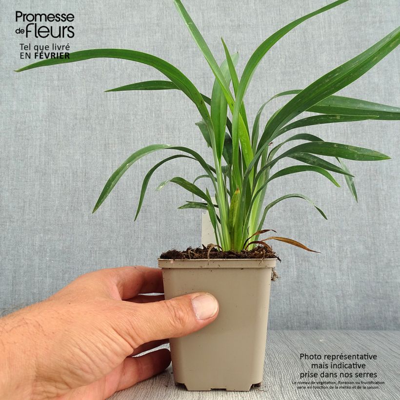 Exemplaar van Dianella revoluta Blue Stream - Tasmaanse vlaslelie Kweekpotje van 8/9 cm zoals geleverd in de herfst