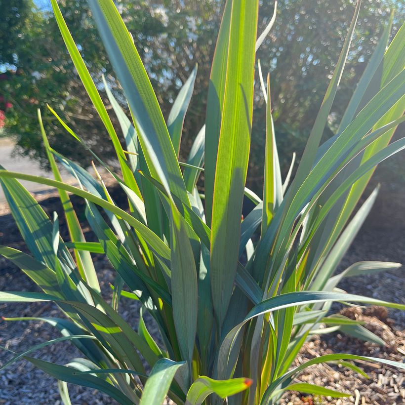 Dianella revoluta Clarity Blue - Tasmaanse vlaslelie (Foliage)