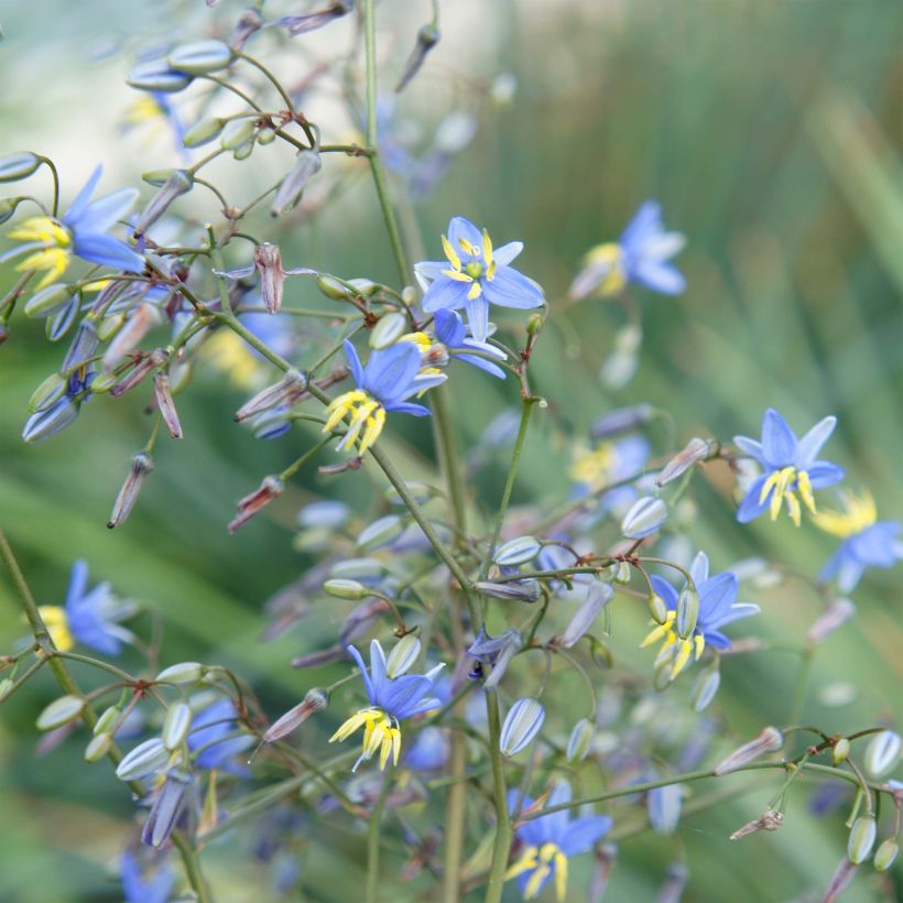 Dianella revoluta Coolvista - Tasmaanse vlaslelie (Bloei)