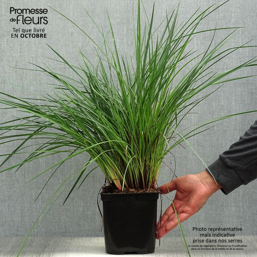 Exemplaar van Dianella revoluta Coolvista - Tasmaanse vlaslelie Pot van 1 l/1,5 l zoals geleverd in de herfst