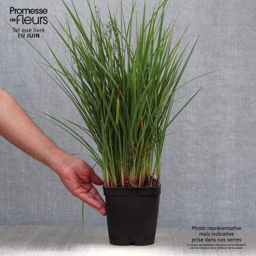 Exemplaar van Dianella revoluta Coolvista - Tasmaanse vlaslelie Pot van 1 l/1,5 l zoals geleverd in de zomer