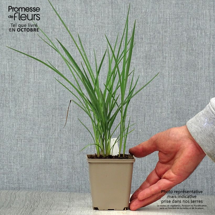 Exemplaar van Dianella revoluta Coolvista - Tasmaanse vlaslelie Kweekpotje van 8/9 cm zoals geleverd in de herfst