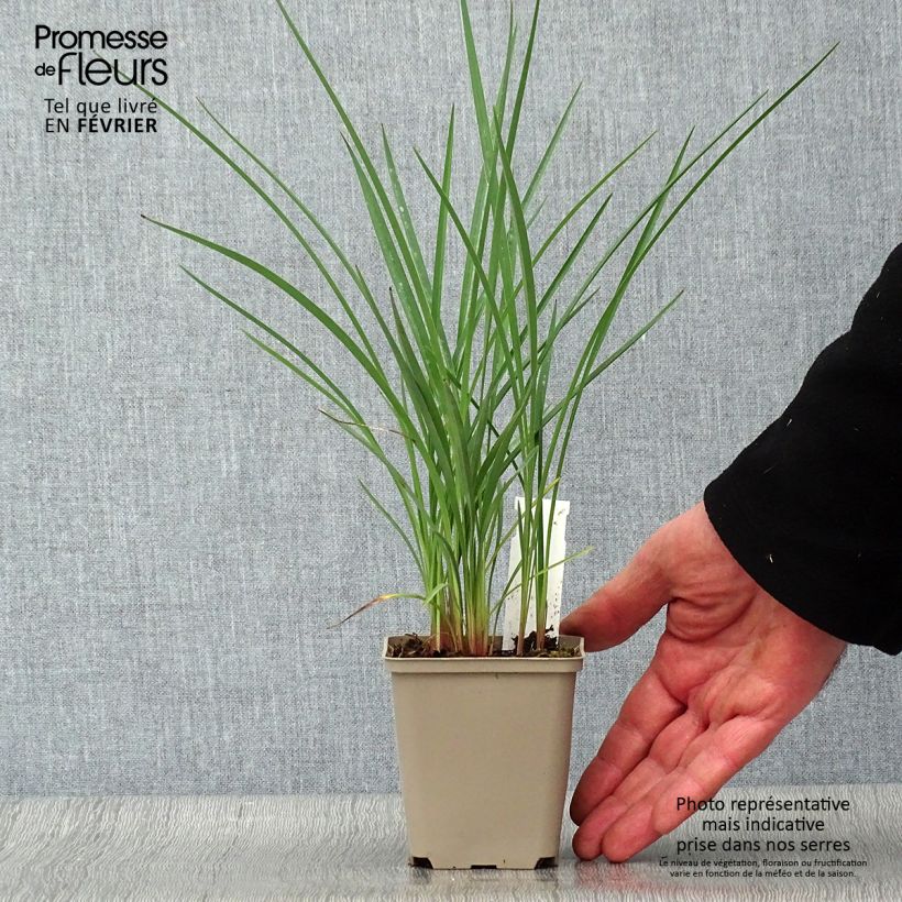 Example of Dianella revoluta Coolvista - Tasmaanse vlaslelie Kweekpotje van 8/9 cm as you get in hiver