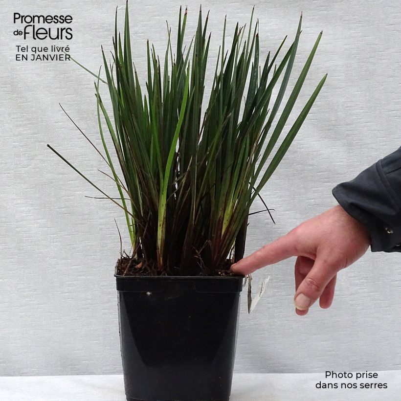 Example of Dianella revoluta Little Rev Pot van 2 l/3 l as you get in hiver