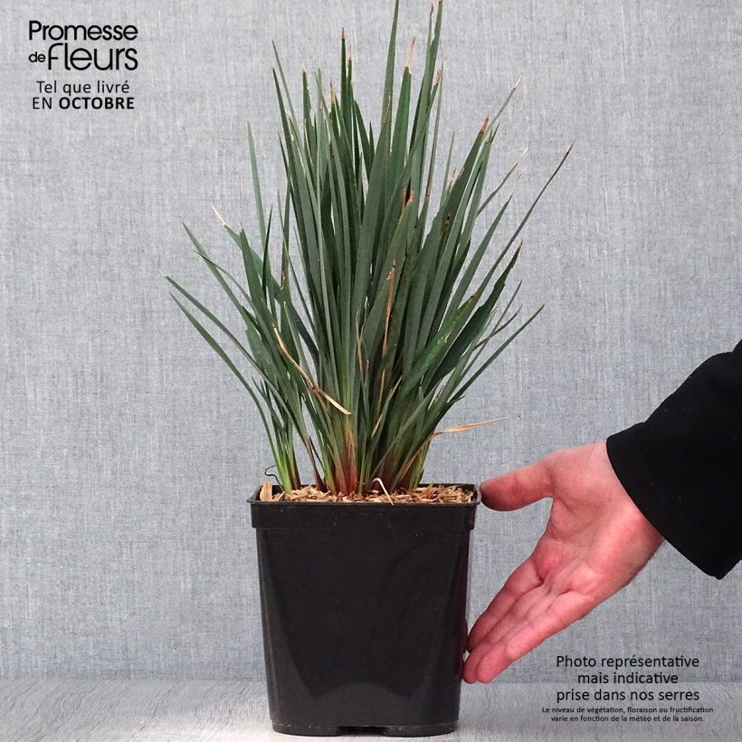 Exemplaar van Dianella revoluta Little Rev - Tasmaanse vlaslelie Pot van 2 l/3 l zoals geleverd in de herfst