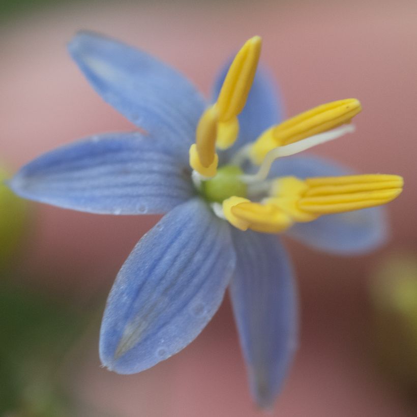Dianella tasmanica - Tasmaanse vlaslelie (Bloei)