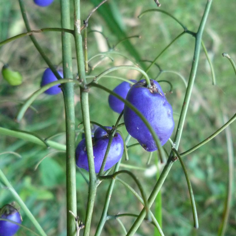Dianella tasmanica - Tasmaanse vlaslelie (Oogst)