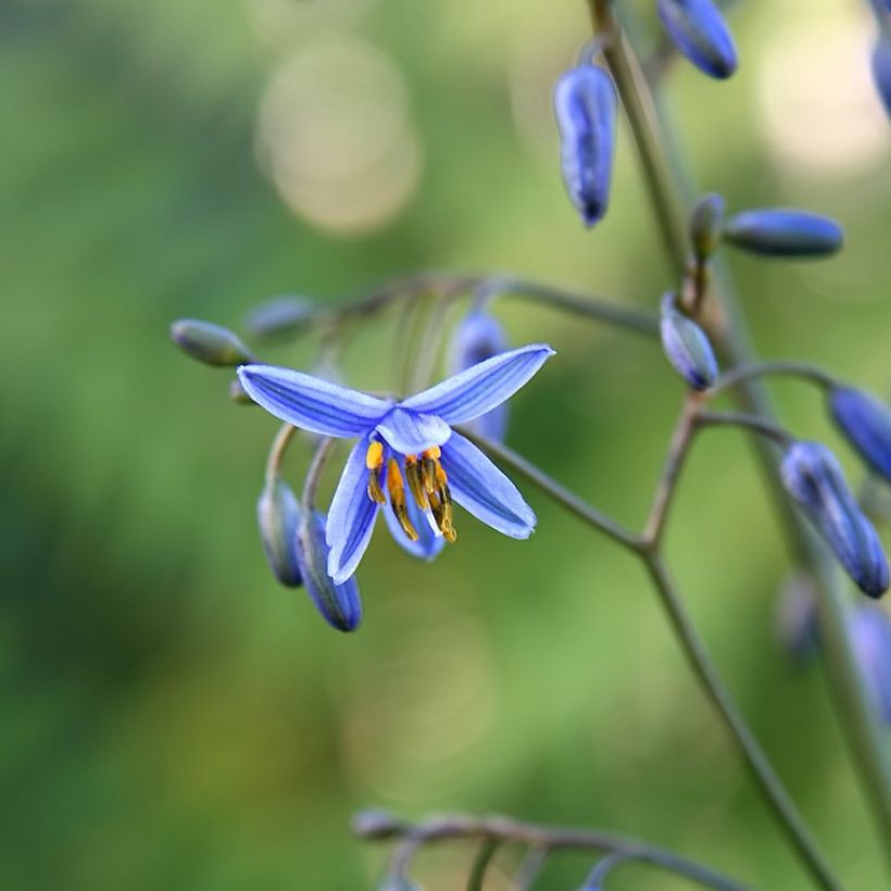Dianella tasmanica Variegata - Tasmaanse vlaslelie (Bloei)