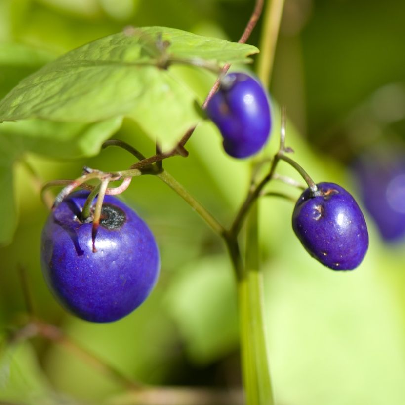 Dianella tasmanica Variegata - Tasmaanse vlaslelie (Oogst)