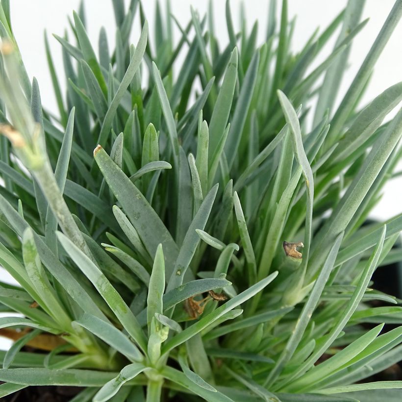 Anjer Evening Star - Dianthus (Foliage)