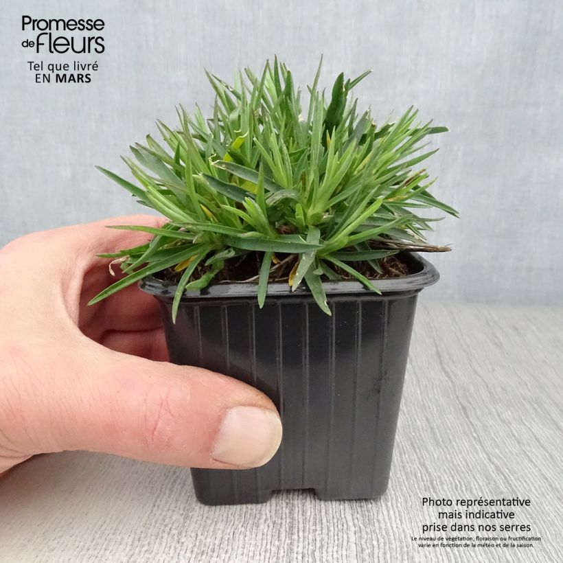 Exemplaar van Anjer Evening Star - Dianthus Kweekpotje van 7/8 cm zoals geleverd in de lente