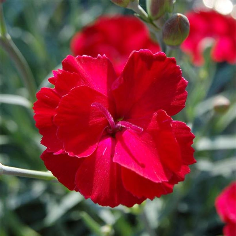 Dianthus Fusilier - Anjer (Bloei)