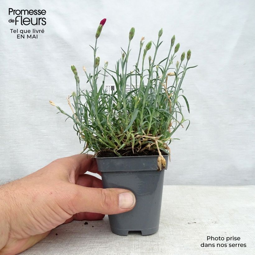 Exemplaar van Dianthus Fusilier - Anjer Kweekpotje van 8/9 cm zoals geleverd in de lente