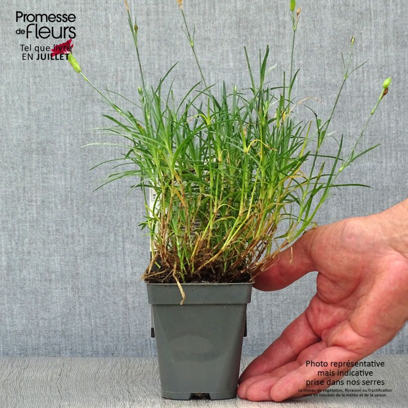 Exemplaar van Dianthus Fusilier - Anjer Kweekpotje van 8/9 cm zoals geleverd in de zomer