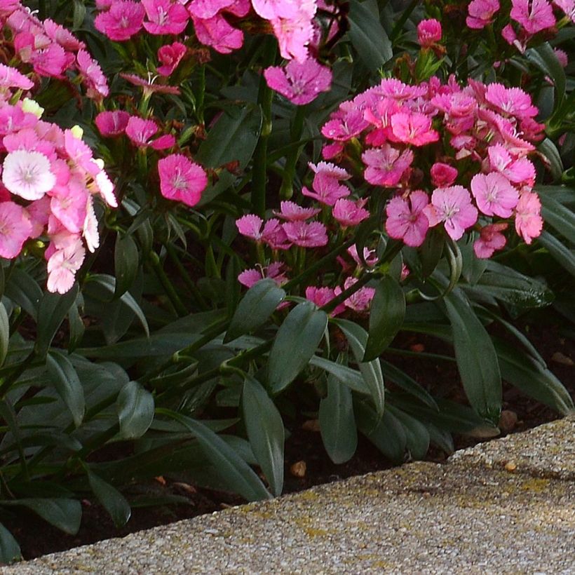 Dianthus barbatus Jolt Pink Magic - Grasanjer (Blad)