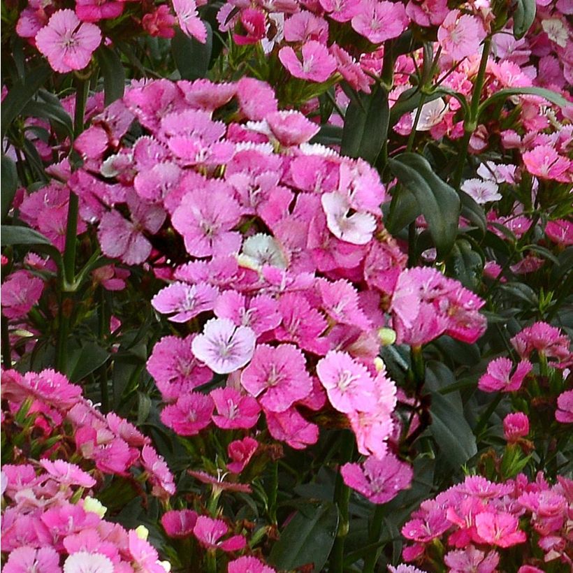 Dianthus barbatus Jolt Pink Magic - Grasanjer (Bloei)
