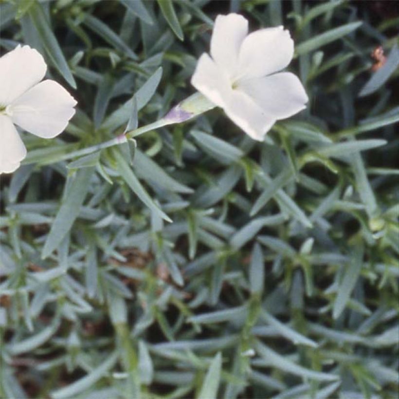 Dianthus gratianopolitanus La Bourboule Alba - Rotsanjer (Foliage)