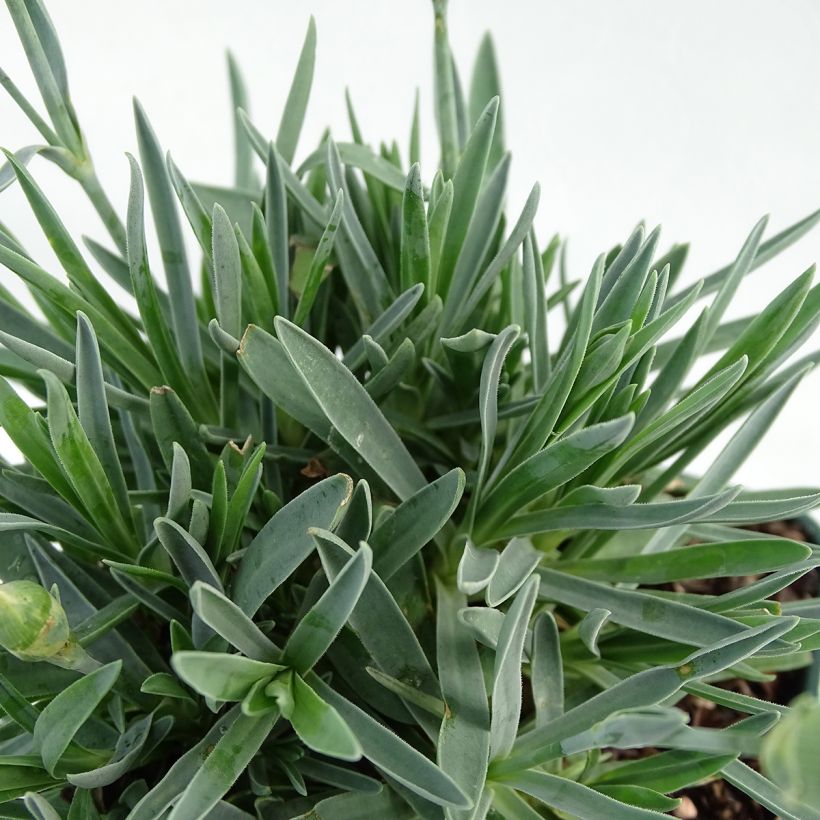 Anjer Pop Star - Dianthus (Foliage)