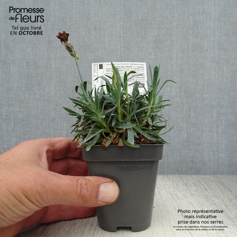Exemplaar van Anjer Pop Star - Dianthus Kweekpotje van 8/9 cm zoals geleverd in de herfst