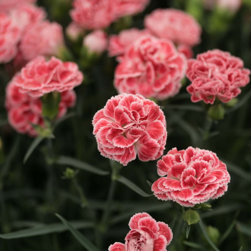 Dianthus Scent First Coral Reef - Grasanjer (Flowering)