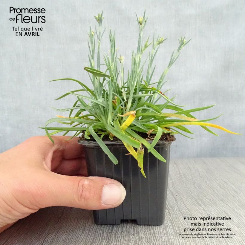 Exemplaar van Dianthus Scent First Coral Reef - Grasanjer Kweekpotje van 7/8 cm zoals geleverd in de lente