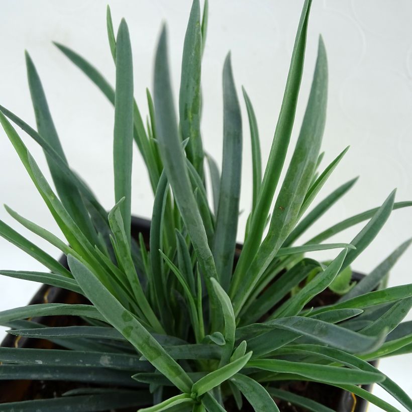 Dianthus Scent First Coral Reef - Grasanjer (Foliage)