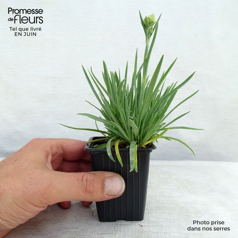 Exemplaar van Dianthus Scent First Coral Reef - Grasanjer Kweekpotje van 7/8 cm zoals geleverd in de zomer