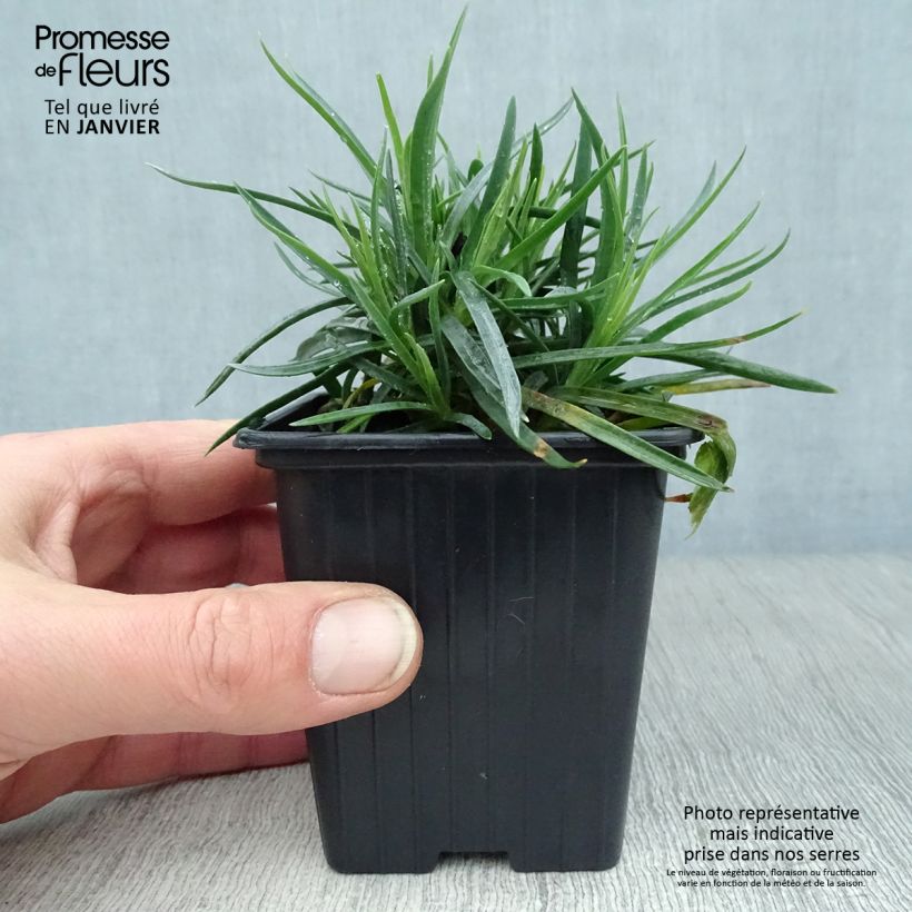 Example of Dianthus Scent First Coral Reef - Grasanjer Kweekpotje van 7/8 cm as you get in hiver