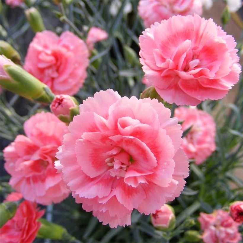 Dianthus plumarius Scent First Romance - Grasanjer (Flowering)